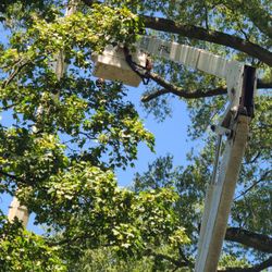 J & W Experienced Tree Services