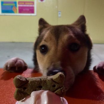 Twistee Treat - Valrico - Pup Cup! - Desserts Near Me - Valrico, Florida Twistee Treat - Valrico - Pup Cup! - Desserts Near Me - Valrico, Florida