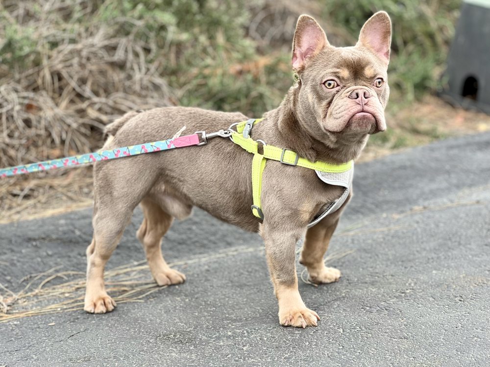 KG KENNELS UNLEASHED 11 Photos San Diego, California Pet Breeders