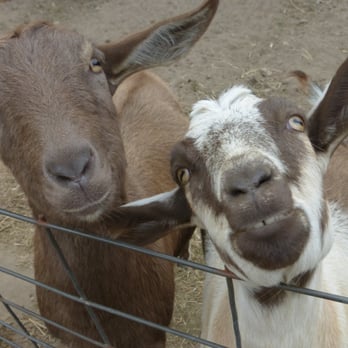 The Cabins at Beaver Creek - the crazy goats - Guest Houses Near Me - Beaver, Washington