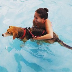 Beechwood Recreation Association - Annual end of season dog swim