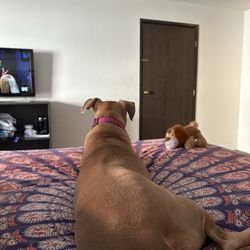 Railroad Pass Hotel and Casino Ramada by Wyndham - My dog relaxing and safe from all sky booms in Las Vegas