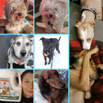 Humble Hounds - Pet Boarding Near Me Humble Hounds - Pet Boarding Near Me