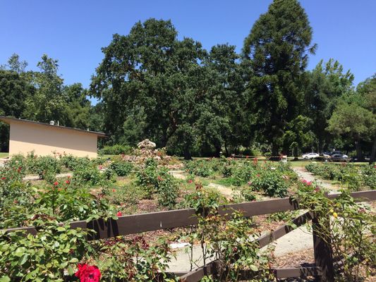 Rose Garden at Victory Park by null