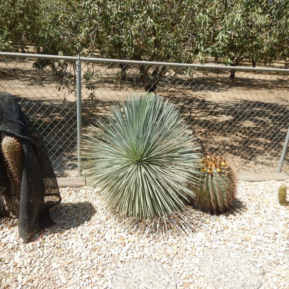 Poot's Cactus Nursery - Nurseries & Gardening Near Me - Ripon, California Poot's Cactus Nursery - Nurseries & Gardening Near Me - Ripon, California