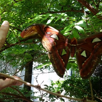 Texas Discovery Gardens - Coolest find - giant nocturnal moth, sleeping the day away. Hand for scale. - Botanical Gardens Near Me - Dallas, Texas Texas Discovery Gardens - Coolest find - giant nocturnal moth, sleeping the day away. Hand for scale. - Botanical Gardens Near Me - Dallas, Texas