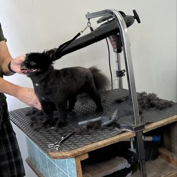 Snip N' Clip Dog Grooming - Kevin working his magic! - Pet Groomers Near Me - Secaucus, New Jersey Snip N' Clip Dog Grooming - Kevin working his magic! - Pet Groomers Near Me - Secaucus, New Jersey