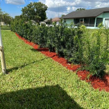 Turcios Landscaping & Maintenance - a row of shrubs - Landscaping Near Me Turcios Landscaping & Maintenance - a row of shrubs - Landscaping Near Me