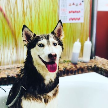 Dirty Dogs - Pet Groomers Near Me - San Diego, California