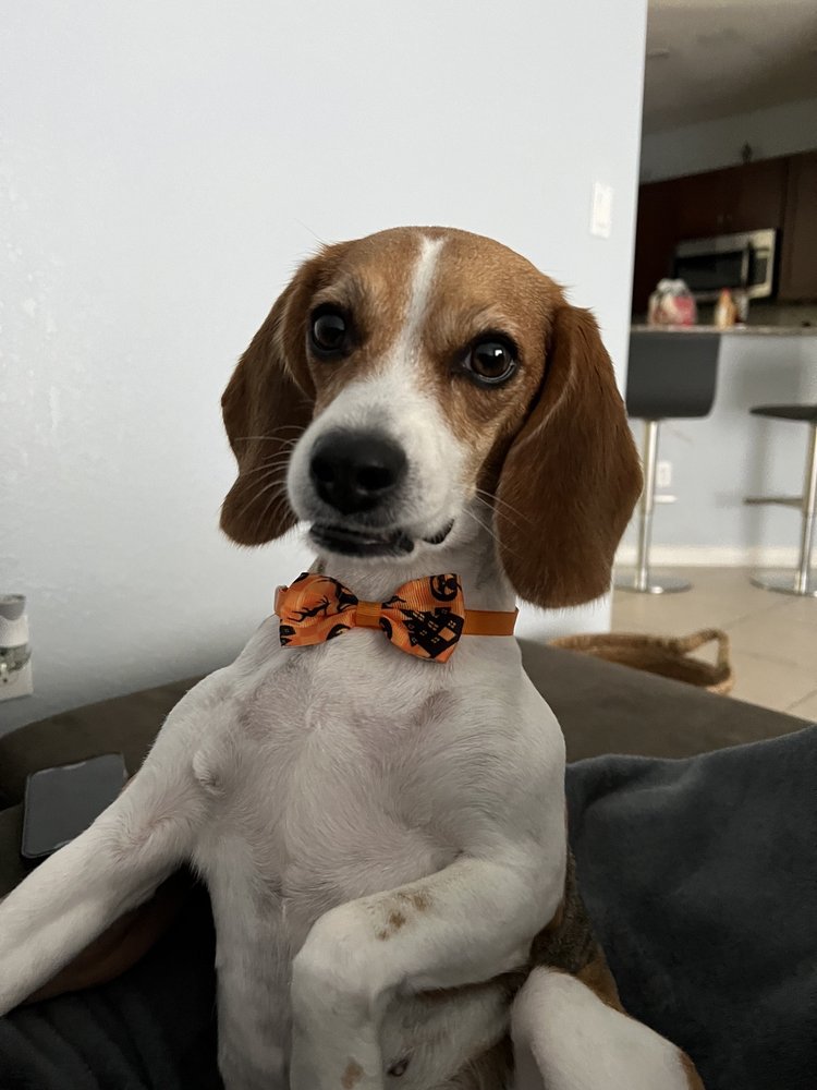 A&S Pet Services Corp Image