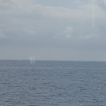 Catalina Express - whales blowing in the distance - Transportation Near Me - Dana Point, California Catalina Express - whales blowing in the distance - Transportation Near Me - Dana Point, California