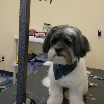 Gone To The Dogs - Pet Groomers Near Me - Jupiter, Florida Gone To The Dogs - Pet Groomers Near Me - Jupiter, Florida