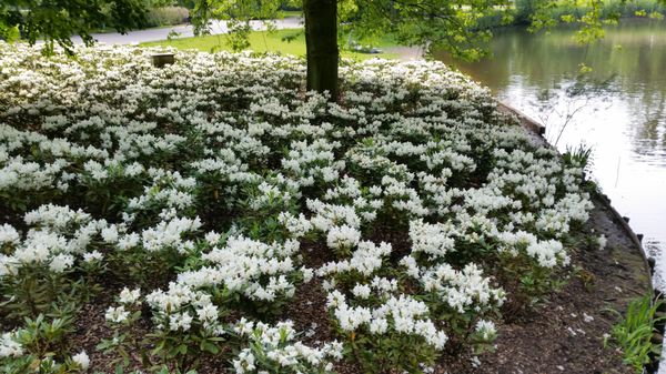 Oosterpark Amsterdam by null