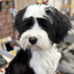 It's A Dog's Life Salon
