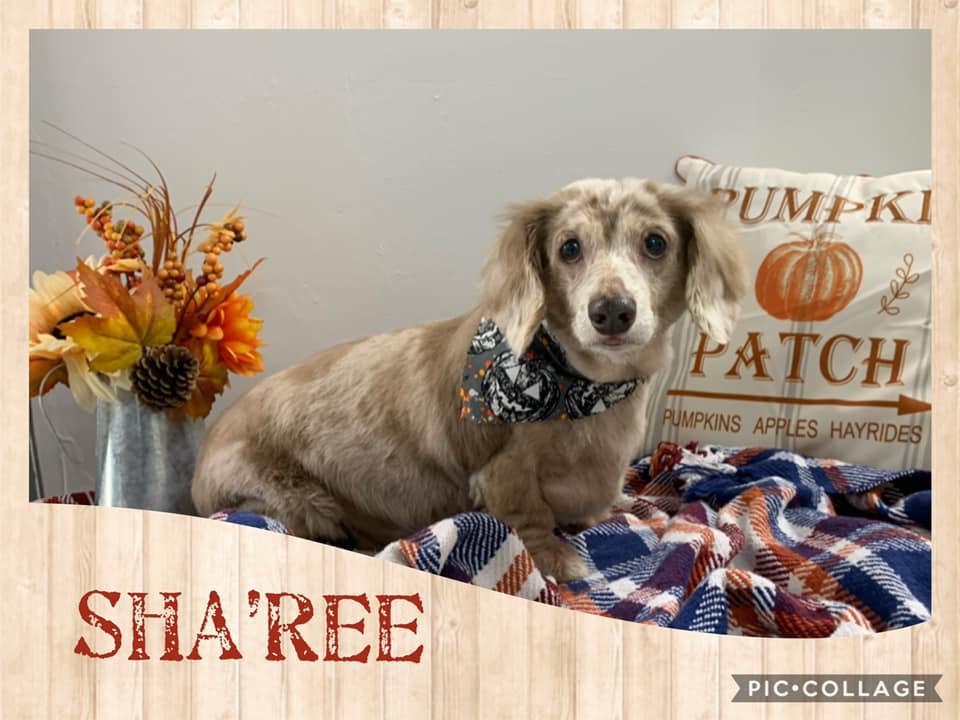 Critter’s Camping and Spa - pet boarding facility in Plaquemine, LA