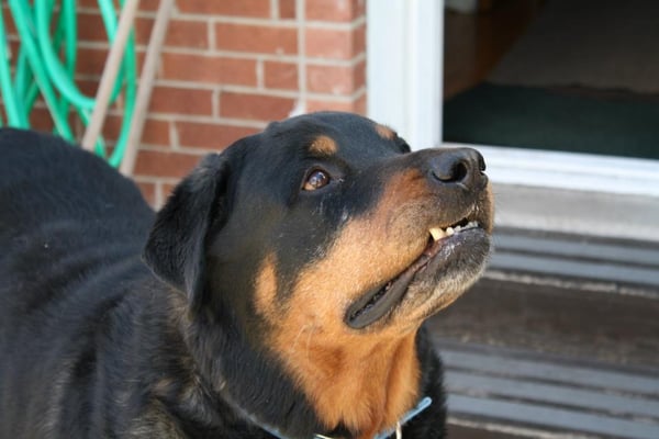 Chicago Animal Care and Control by null