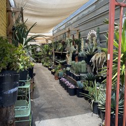 Casas Succulents And Cactus