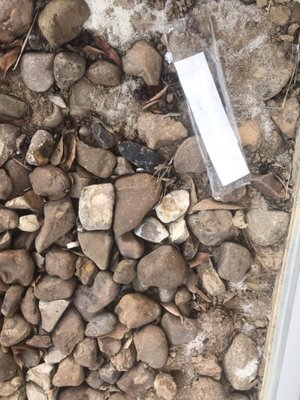 Chicken Salad Chick by null