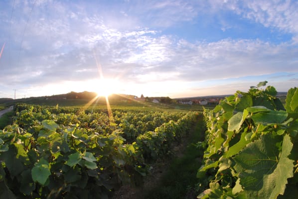 Champagne Lelarge-Pugeot by null