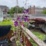 Photo of Sun Nurseries