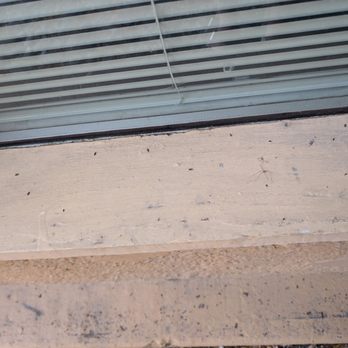 Solutions Pest Control Services - Hundreds of dead bugs one day after treatment - Pest Control Near Me - Post Falls, Idaho Solutions Pest Control Services - Hundreds of dead bugs one day after treatment - Pest Control Near Me - Post Falls, Idaho