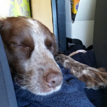 Oh My Dog - Already sleeping. :) - Pet Training Near Me - South Burlington, Vermont Oh My Dog - Already sleeping. :) - Pet Training Near Me - South Burlington, Vermont
