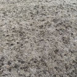 Lawn Doctor - Rhode Island - Dead grass