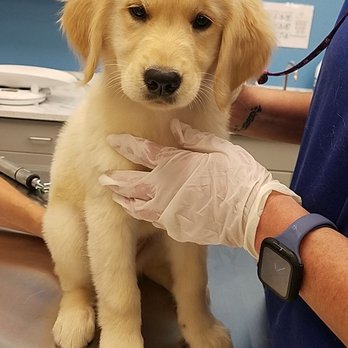VetIQ Petcare - Veterinarians Near Me - Fishkill, New York VetIQ Petcare - Veterinarians Near Me - Fishkill, New York