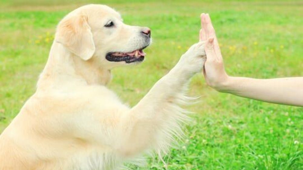 Canine Behavior Center - pet boarding facility in Redmond, WA