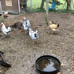 Family Farm and Home - more chickens