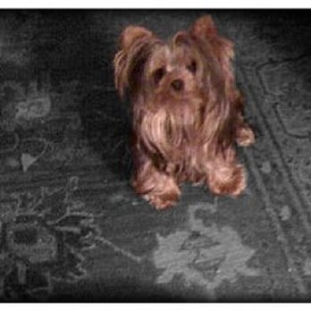 Healing Hope - Muffin - Veterinarians Near Me - Solana Beach, California