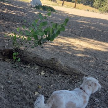 Off the leash Dog Park - Furry new friends having fun! - Dog Parks Near Me - Yuba City, California Off the leash Dog Park - Furry new friends having fun! - Dog Parks Near Me - Yuba City, California