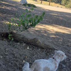 Off the leash Dog Park - Furry new friends having fun!