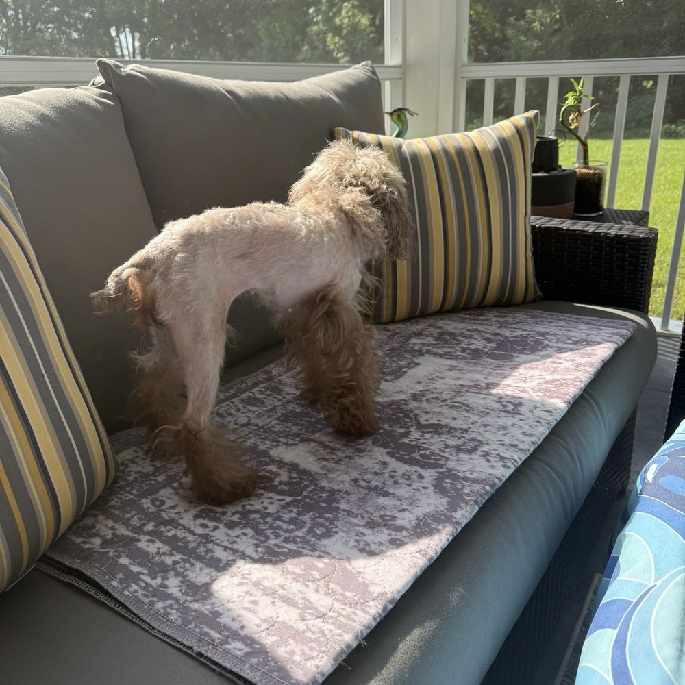Petco - Dog - Pet Training Near Me - Millville, Delaware Petco - Dog - Pet Training Near Me - Millville, Delaware