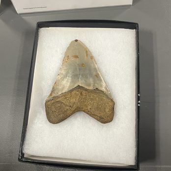 Lincoln Public Library - Megaladon tooth - Libraries Near Me - Lincoln, Rhode Island Lincoln Public Library - Megaladon tooth - Libraries Near Me - Lincoln, Rhode Island