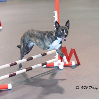Agility and Rally for Fun - Pet Training Near Me - Columbus, Ohio Agility and Rally for Fun - Pet Training Near Me - Columbus, Ohio