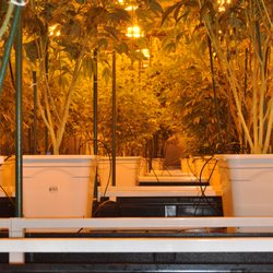 RiverRock - Vegetative Stage.