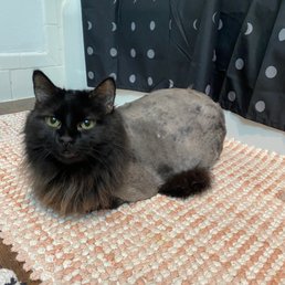 Carolyn'S Mobile Cat Grooming: Convenient Care Your Cat Deserves