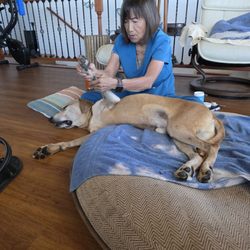 Canine Visions - Judith spending time on limb, ligaments, bones and muscles.