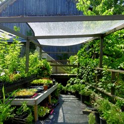 Tiffany Perennials - Lots of rare plants for sale