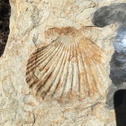 Fossil Ridge Trail