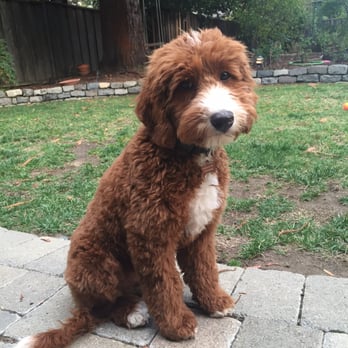 Doodle Doos Mobile Dog Grooming - Pet Groomers Near Me