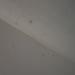 Spiders Spiders