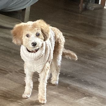 Pampered Pets - Kirby with his new cut ! - Pet Groomers Near Me - Big Bear, California