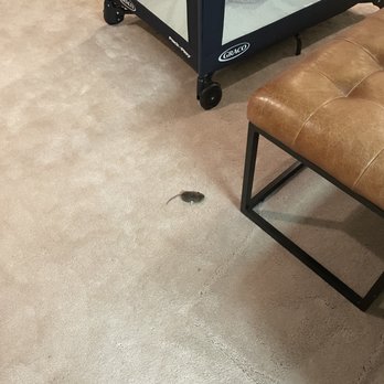 Shoreline Pest Solutions - Dead mouse on floor - Pest Control Near Me - Hatfield, Pennsylvania Shoreline Pest Solutions - Dead mouse on floor - Pest Control Near Me - Hatfield, Pennsylvania