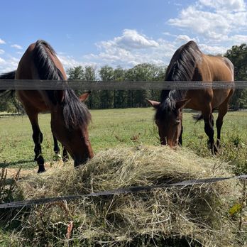Château d'YGrande - Horses enjoying their turnout. - Hotels Near Me - Ygrande, 03