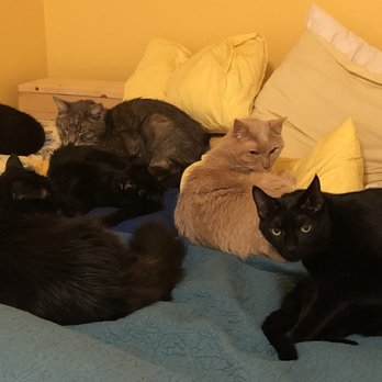 Adventures in Sitting Kitties - My cats. Annabelle, Mr. Blue, and Dash have died since I took this photo in December of 2018. Dang. Old. Loved those guys. - Pet Sitting Near Me Adventures in Sitting Kitties - My cats. Annabelle, Mr. Blue, and Dash have died since I took this photo in December of 2018. Dang. Old. Loved those guys. - Pet Sitting Near Me