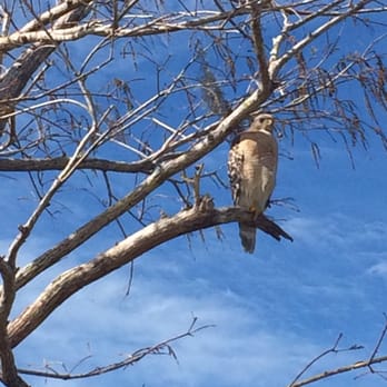 Marsh Beast Airboat Tours - Red-shouldered hawk. - Boat Tours Near Me - Vero Beach, Florida Marsh Beast Airboat Tours - Red-shouldered hawk. - Boat Tours Near Me - Vero Beach, Florida
