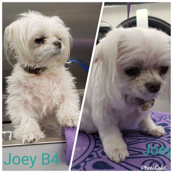 Zen Mobile Pet Spa - Scruffy man all clean again - Pet Groomers Near Me Zen Mobile Pet Spa - Scruffy man all clean again - Pet Groomers Near Me