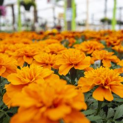 Beier's Greenhouse